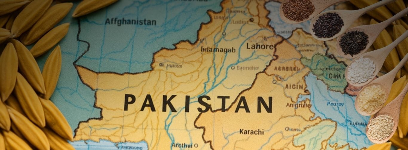 Pakistani Rice Fields