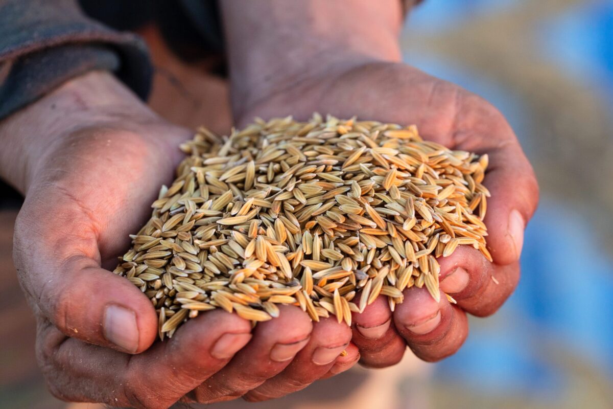 Cultivating Success: How the Rice Road Show is Seeding Pakistan’s Export Growth